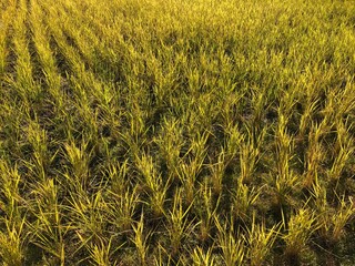 field of rice