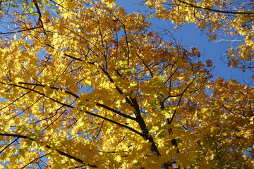 Crown of Norway maple with autumnal foliage against blue sky in mid October