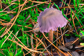 Niejadalny grzyb © Grzegorz Polak