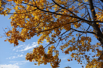 Sky and autumnal foliage of Norway maple in mid October