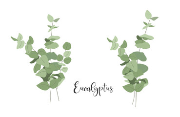 Set of isolated bouquets of eucalyptus. Vector