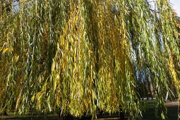 Branchlets of weeping willow with autumnal foliage in November