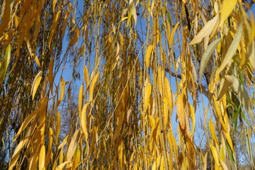 Clear blue sky and autumnal foliage of weeping willow in mid November