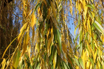 Close view of autumnal foliage of weeping willow in November