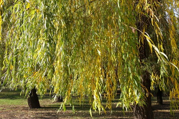 Crown of weeping willow with autumnal foliage in November