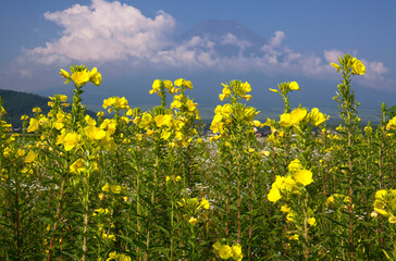 富士山とツキミソウ