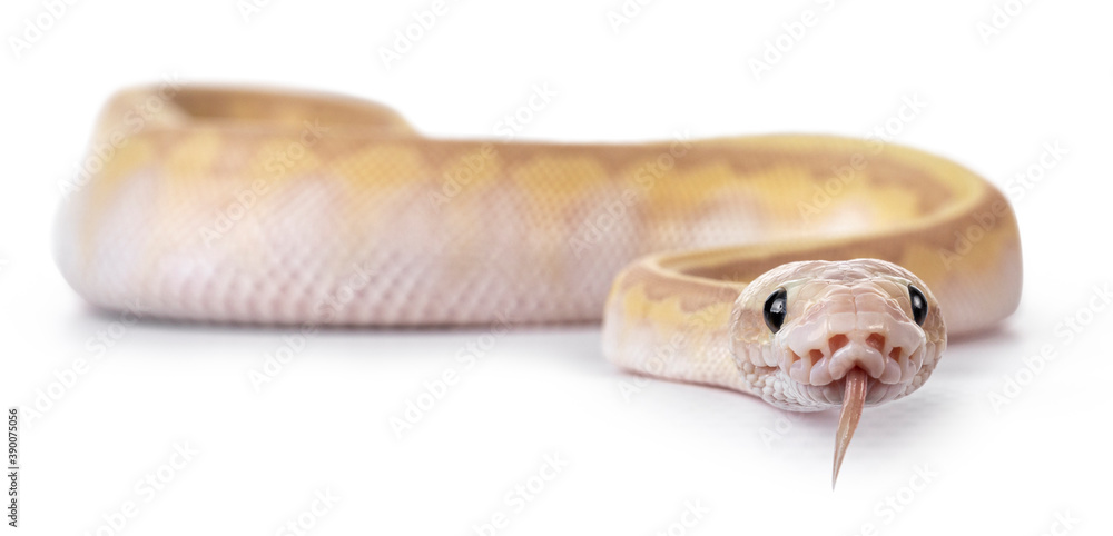 Aufkleber baby coralglow super emperor ballpython aka python regius, isolated on white background sticking out