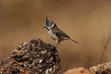 Herrerillo capuchino