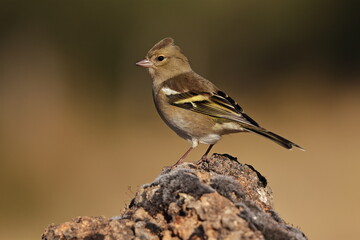 Pinzon vulgar