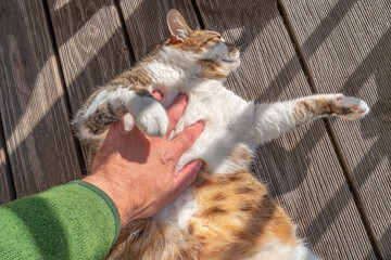 Portrait of common big fat happy male cat playing with the owner hand, closeup, details