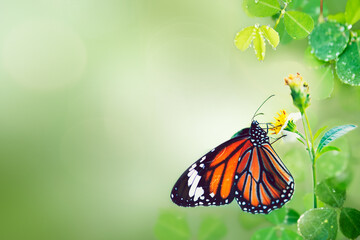 Monarch butterfly on flower stamen macro shot