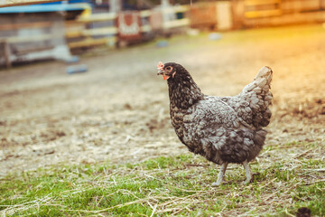 chicken walks around the yard