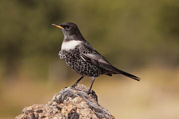 Mirlo capiblanco subespecie alpestris