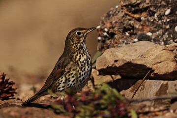 Zorzal comun en la charca