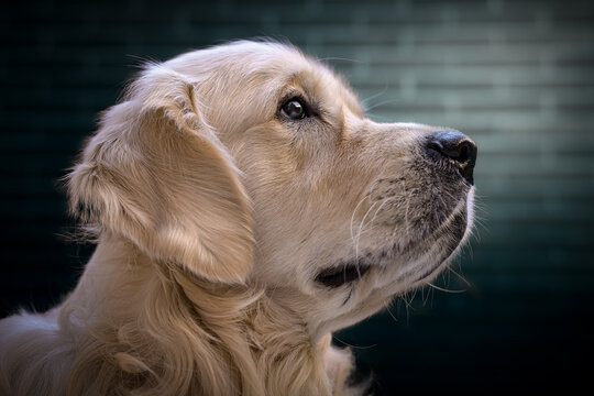 Retrato de perro de la raza Golden Retreiver con fondo desenfocado de color turquesa