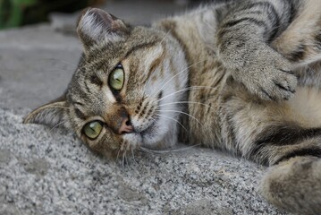 one large tabby cat with green eyes lies on a gray stone and looks