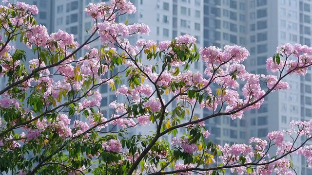 Tabebuia rosea or pink trumpet blooming with buildings background. Flowers bloom in the sunny spring season