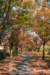 Naklejka premium Taxodium distichum in Autumn in Taiwan