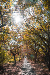 Obraz premium Taxodium distichum in Autumn in Taiwan