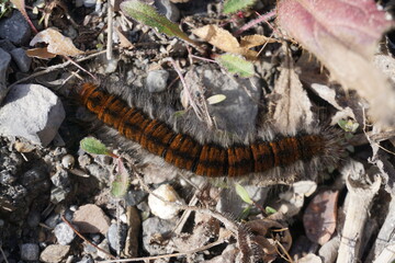 closeup of a colorful hairy caterpillar crawling on the ground