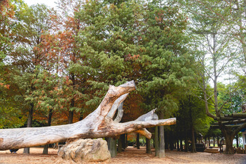 Taxodium distichum in Autumn in Taiwan