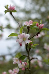 apple tree branch with pink flowers