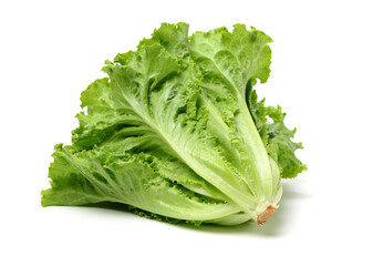 Fresh lettuce on white background