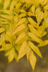 Closeup view photography of yellow autumn leaves growing on tree isolated at defocused blurry natural background