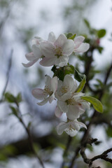 Blooming branch of apple