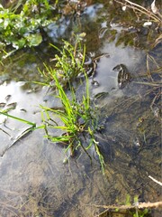 grass in the water