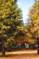 Taxodium distichum in Autumn in Taiwan