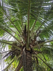 Obraz na płótnie Canvas palm tree in the garden