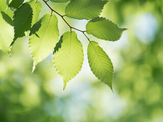 新緑のケヤキの葉