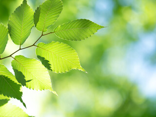 新緑のケヤキの葉