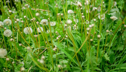 Dandelion seed background. Selective focus with shallow depth of field.