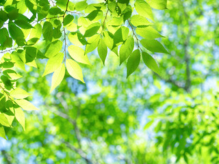 新緑のケヤキの葉