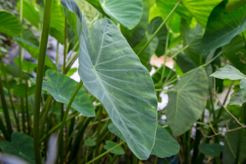 Elephant ear plants, focus selective.