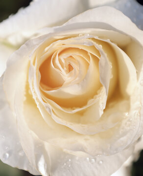 Yellow rose close-up as romantic flower