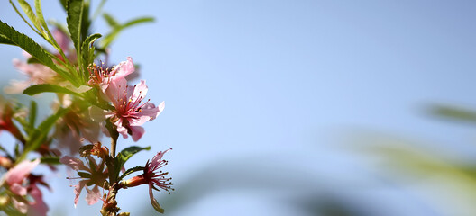 Blossoming branch of peach tree on blue sky background, banner