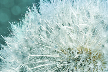 fluffy dandelion seeds with dew drops on a turquoise background