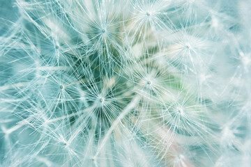 fluffy dandelion seeds form a pattern on a blue background