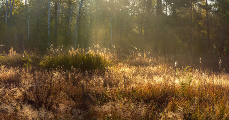 Early morning. The cobweb glistens in the sun. Fall.