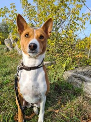 jack russell terrier