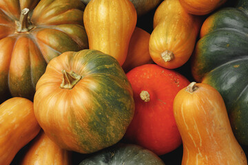 Many multicolor pumpkins, autumn seasonal decorative background