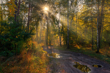 Morning in the forest. Good sunny weather after rain. The sun shines in the puddles. Fall.
