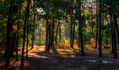 Naklejka premium Morning in the forest. Good sunny weather after rain. The sun shines in the puddles. Fall.