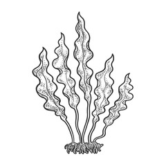 Kelp Laminaria seaweed food plant sketch engraving vector illustration. T-shirt apparel print design. Scratch board imitation. Black and white hand drawn image. © Oleksandr Pokusai