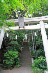 Fototapeta premium 熊野神社 鳥居