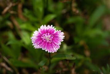 Pink Dianthus flowers blossom in the garden