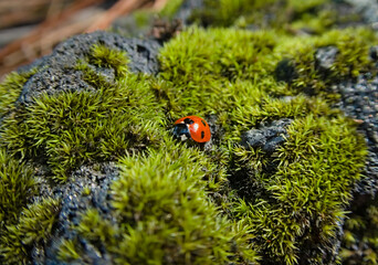 Close-up of a ladybug walking on the moss